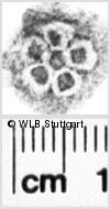 Image Description for https://www.hist-einband.de/Bilder/WLB/MIG/images/s0112007.jpg