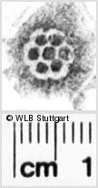 Image Description for https://www.hist-einband.de/Bilder/WLB/MIG/images/s0112306.jpg
