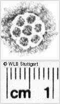 Image Description for https://www.hist-einband.de/Bilder/WLB/MIG/images/s0112608.jpg