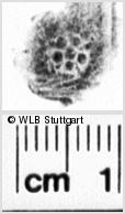 Image Description for https://www.hist-einband.de/Bilder/WLB/MIG/images/s0120703.jpg