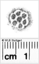 Image Description for https://www.hist-einband.de/Bilder/WLB/MIG/images/s0121110.jpg
