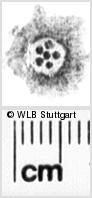 Image Description for https://www.hist-einband.de/Bilder/WLB/MIG/images/s0122409.jpg