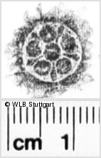 Image Description for https://www.hist-einband.de/Bilder/WLB/MIG/images/s0122506.jpg