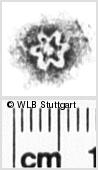 Image Description for https://www.hist-einband.de/Bilder/WLB/MIG/images/s0132505.jpg
