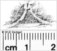 Image Description for https://www.hist-einband.de/Bilder/WLB/MIG/images/s0132828.jpg