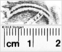 Image Description for https://www.hist-einband.de/Bilder/WLB/MIG/images/s0134503.jpg