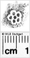 Image Description for https://www.hist-einband.de/Bilder/WLB/MIG/images/s0134813.jpg