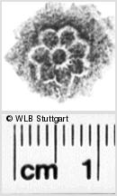 Image Description for https://www.hist-einband.de/Bilder/WLB/MIG/images/s0135111.jpg