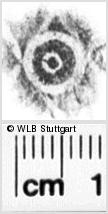 Image Description for https://www.hist-einband.de/Bilder/WLB/MIG/images/s0135408.jpg