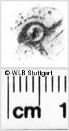 Image Description for https://www.hist-einband.de/Bilder/WLB/MIG/images/s0136406.jpg