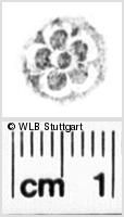 Image Description for https://www.hist-einband.de/Bilder/WLB/MIG/images/s0136509.jpg
