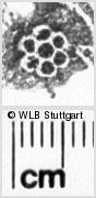 Image Description for https://www.hist-einband.de/Bilder/WLB/MIG/images/s0140612.jpg