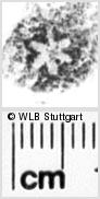Image Description for https://www.hist-einband.de/Bilder/WLB/MIG/images/s0140857.jpg