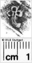 Image Description for https://www.hist-einband.de/Bilder/WLB/MIG/images/s0140858.jpg