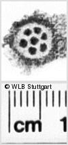 Image Description for https://www.hist-einband.de/Bilder/WLB/MIG/images/s0153104.jpg