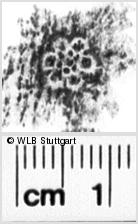 Image Description for https://www.hist-einband.de/Bilder/WLB/MIG/images/s0160507.jpg