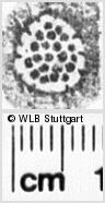 Image Description for https://www.hist-einband.de/Bilder/WLB/MIG/images/s0160819.jpg
