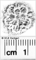 Image Description for https://www.hist-einband.de/Bilder/WLB/MIG/images/s0164707.jpg