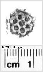 Image Description for https://www.hist-einband.de/Bilder/WLB/MIG/images/s0168305.jpg