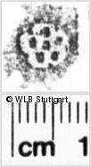 Image Description for https://www.hist-einband.de/Bilder/WLB/MIG/images/s0171106.jpg
