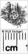 Image Description for https://www.hist-einband.de/Bilder/WLB/MIG/images/s0171406.jpg