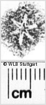 Image Description for https://www.hist-einband.de/Bilder/WLB/MIG/images/s0171718.jpg