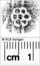 Image Description for https://www.hist-einband.de/Bilder/WLB/MIG/images/s0180207.jpg