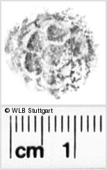 Image Description for https://www.hist-einband.de/Bilder/WLB/MIG/images/s0180210.jpg