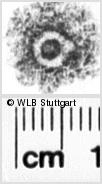 Image Description for https://www.hist-einband.de/Bilder/WLB/MIG/images/s0182406.jpg