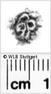 Image Description for https://www.hist-einband.de/Bilder/WLB/MIG/images/s0183105.jpg