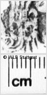 Image Description for https://www.hist-einband.de/Bilder/WLB/MIG/images/s0185305.jpg