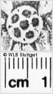 Image Description for https://www.hist-einband.de/Bilder/WLB/MIG/images/s0194411.jpg