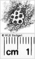 Image Description for https://www.hist-einband.de/Bilder/WLB/MIG/images/s0195610.jpg