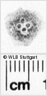 Image Description for https://www.hist-einband.de/Bilder/WLB/MIG/images/s0195815.jpg