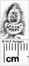 Image Description for https://www.hist-einband.de/Bilder/WLB/MIG/images/s0200321.jpg