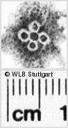 Image Description for https://www.hist-einband.de/Bilder/WLB/MIG/images/s0201604.jpg