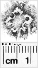 Image Description for https://www.hist-einband.de/Bilder/WLB/MIG/images/s0202707.jpg