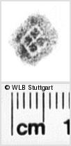 Image Description for https://www.hist-einband.de/Bilder/WLB/MIG/images/s0204109.jpg