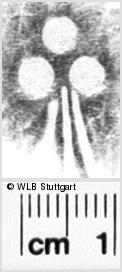 Image Description for https://www.hist-einband.de/Bilder/WLB/MIG/images/s0210510.jpg