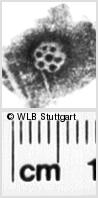 Image Description for https://www.hist-einband.de/Bilder/WLB/MIG/images/s0210807.jpg