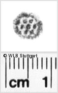 Image Description for https://www.hist-einband.de/Bilder/WLB/MIG/images/s0210907.jpg