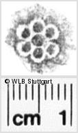 Image Description for https://www.hist-einband.de/Bilder/WLB/MIG/images/s0210915.jpg