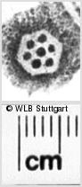 Image Description for https://www.hist-einband.de/Bilder/WLB/MIG/images/s0214708.jpg