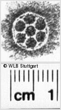 Image Description for https://www.hist-einband.de/Bilder/WLB/MIG/images/s0214712.jpg