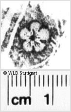 Image Description for https://www.hist-einband.de/Bilder/WLB/MIG/images/s0215007.jpg