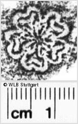 Image Description for https://www.hist-einband.de/Bilder/WLB/MIG/images/s0215803.jpg