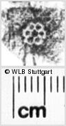Image Description for https://www.hist-einband.de/Bilder/WLB/MIG/images/s0217406.jpg