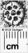 Image Description for https://www.hist-einband.de/Bilder/WLB/MIG/images/s0220209.jpg