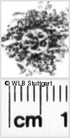 Image Description for https://www.hist-einband.de/Bilder/WLB/MIG/images/s0223310.jpg