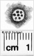 Image Description for https://www.hist-einband.de/Bilder/WLB/MIG/images/s0235503.jpg